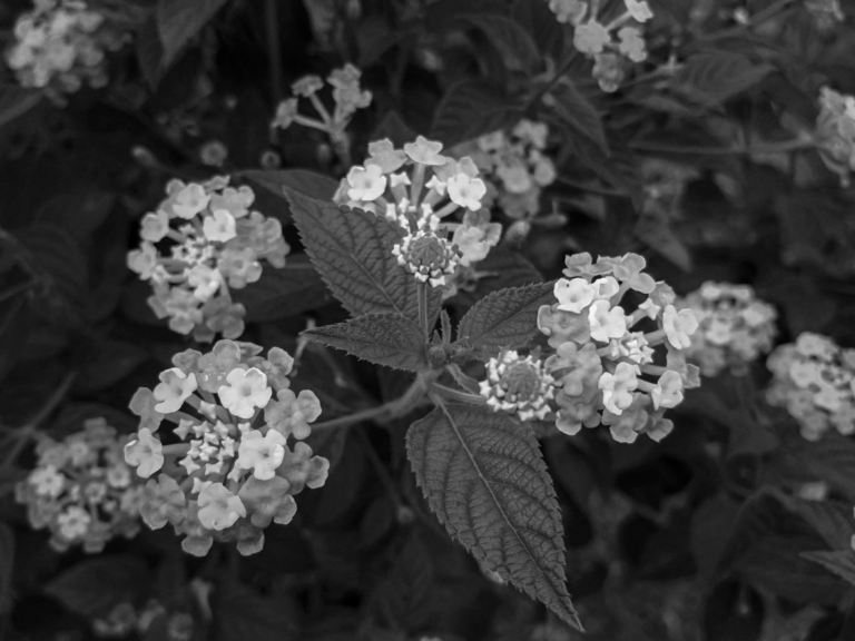 KURZDOKU „SCHREBERGARTEN UNDERCOVER“ IN MAKING